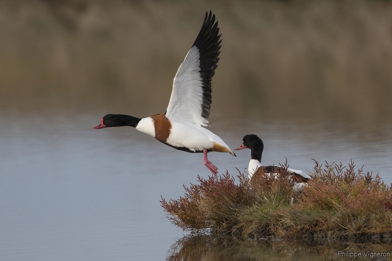 Photo Oiseaux Tadorne de Belon (Tadorna tadorna)