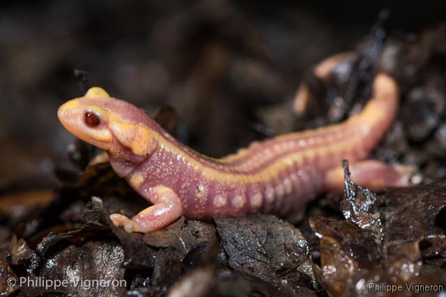 Photo Amphibiens Salamandre tachetée (Salamandra salamandra)