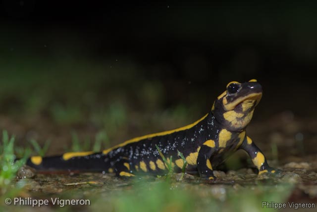 Photo Amphibiens Salamandre tachetée (Salamandra salamandra)