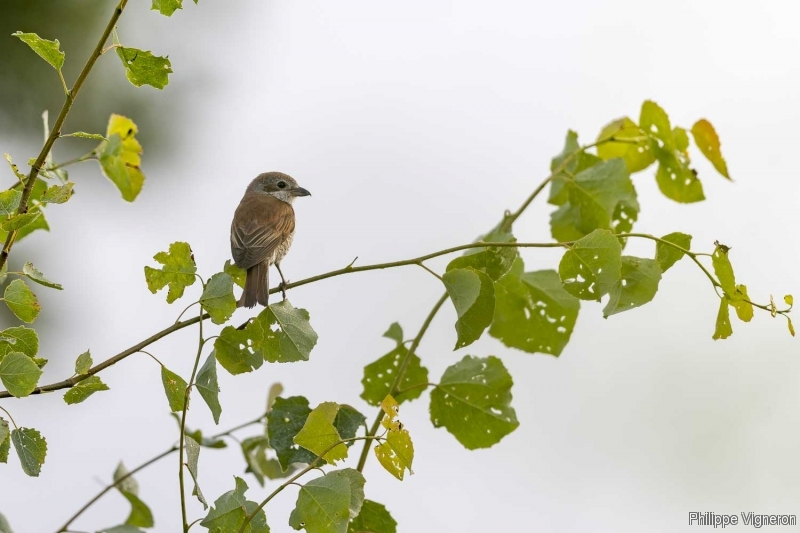 Photo Oiseaux Pie-grièche écorcheur (Lanius collusion) femlle