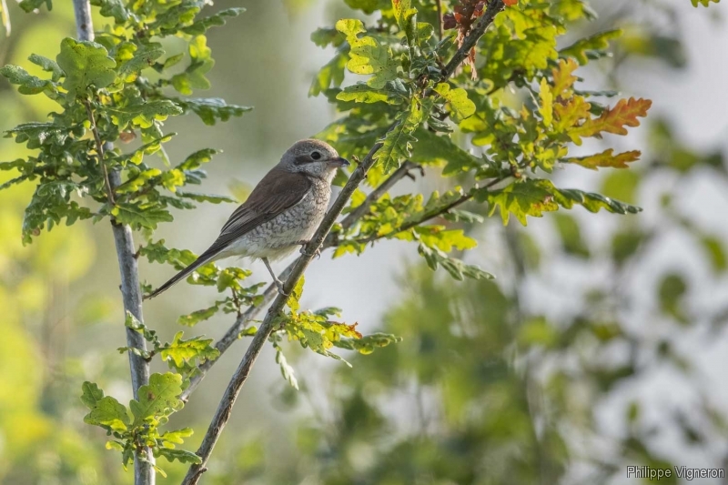 Photo Oiseaux Pie-grièche écorcheur (Lanius collusion) femlle