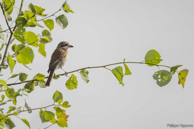 Photo Oiseaux Pie-grièche écorcheur (Lanius collusion) femlle