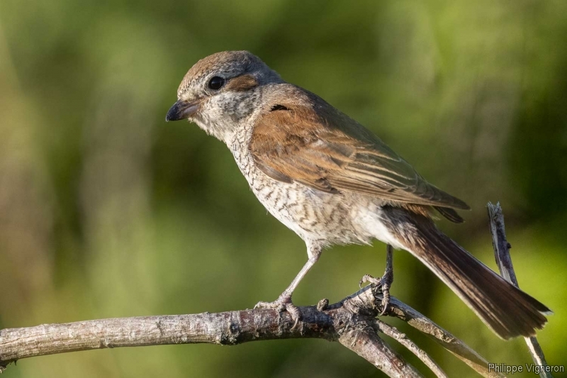 Photo Oiseaux Pie-grièche écorcheur (Lanius collusion) femlle