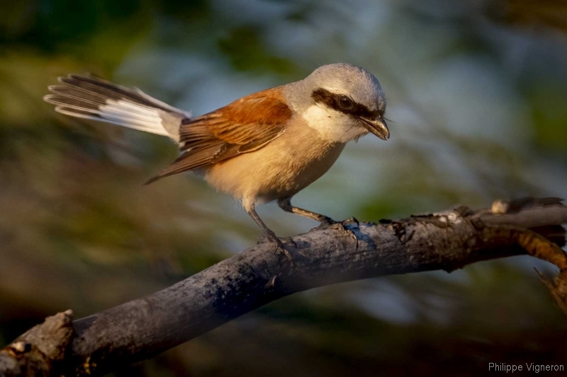 Photo Oiseaux Pie-grièche écorcheur (Lanius collusion) mâle