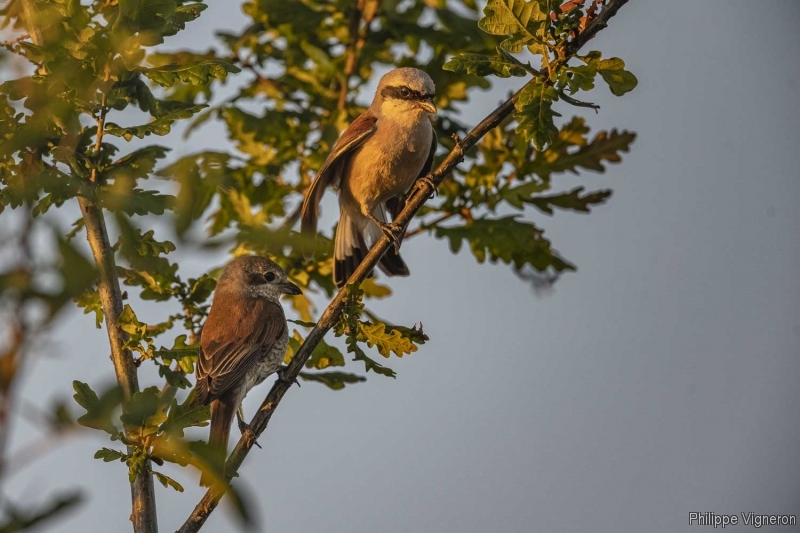 Photo Oiseaux Pie-grièche écorcheur (Lanius collusion) couple