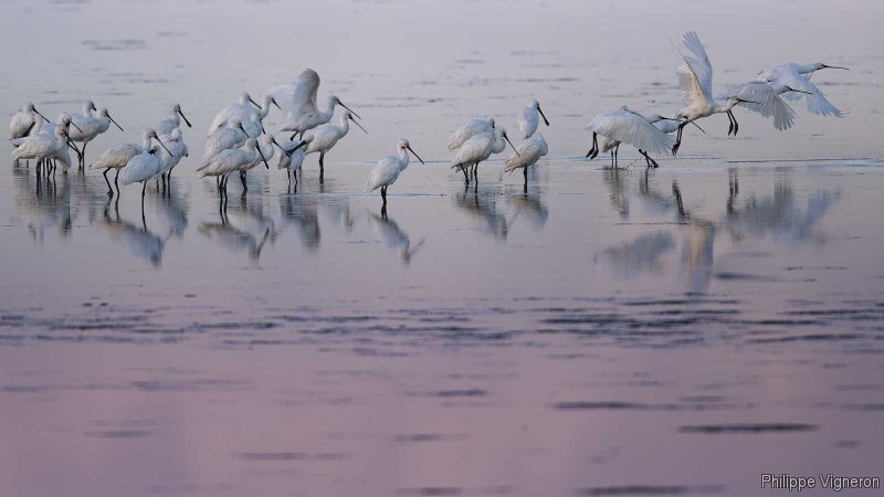 Photo Oiseaux Spatule blanche (Platalea leucorodia)