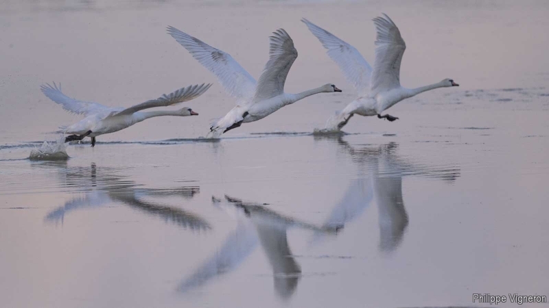 Photo Oiseaux Cygne tuberculé (Cygnus olor)