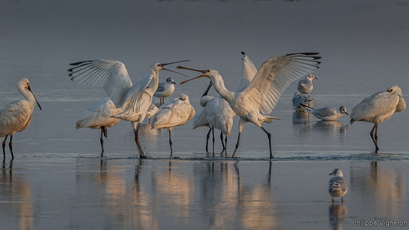 Photo Oiseaux Spatule blanche (Platalea leucorodia)