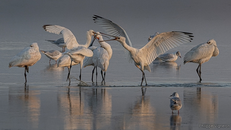 Photo Oiseaux Spatule blanche (Platalea leucorodia)