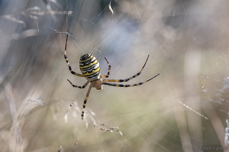 Photo Araignées Argiope frelon (Argiope bruennichi)