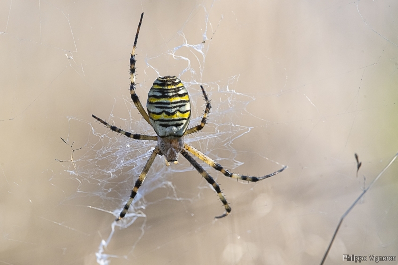 Photo Araignées Argiope frelon (Argiope bruennichi)