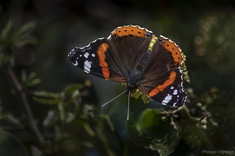 Photo Insectes Vulcain (Vanessa atalanta)