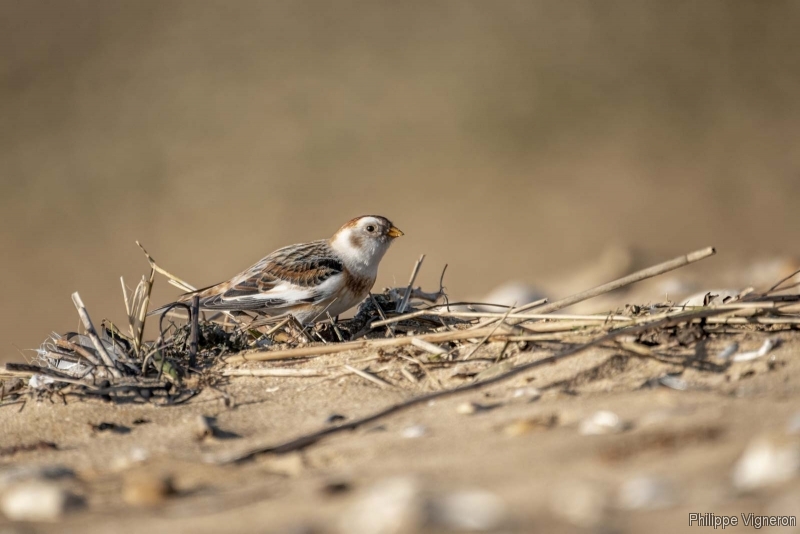 Photo Oiseaux Bruant des neiges (Plectrophenax nivalis)