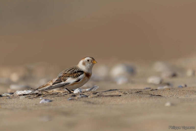 Photo Oiseaux Bruant des neiges (Plectrophenax nivalis)