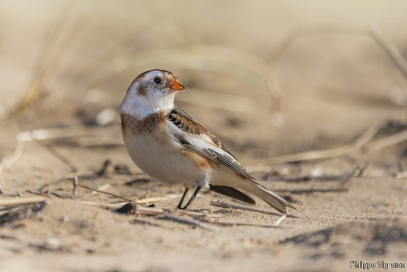 Photo Oiseaux Bruant des neiges (Plectrophenax nivalis)