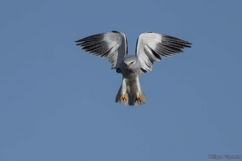 Photo Oiseaux Elanion blanc (Elanus caeruleus)