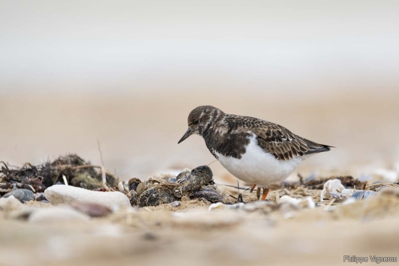 Photo Oiseaux Tournepierre à collier (Arenaia interpres)