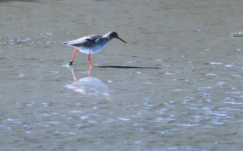 Oiseaux