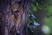 Oiseaux Pic épeiche (Dendrocopos major)