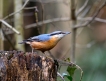 Oiseaux Sitelle torchepot (Sitta europaea)