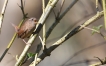 Oiseaux Troglodyte mignon (Troglodytes troglodytes)