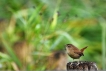 Oiseaux Troglodyte mignon (Troglodytes troglodytes)