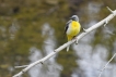 Oiseaux Bergeronnette des ruisseaux (Motacilla cinerea)