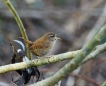 Oiseaux Troglodyte mignon (Troglodytes troglodytes)