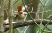 Oiseaux Troglodyte mignon (Troglodytes troglodytes)