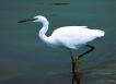 Oiseaux Aigrette garzette (Egretta garzetta)