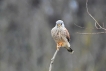  Faucon crécerelle (Falco tinnunculus)