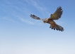 Oiseaux Faucon crécerelle (Falco tinnunculus)