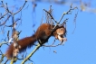 Mammifères Ecureuil roux (Sciurus vulgaris)