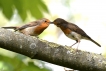 Oiseaux Rouge-gorge (Erithacus rubecula)