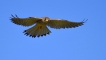 Oiseaux Faucon crécerelle (Falco tinnunculus)