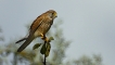 Oiseaux Faucon crécerelle (Falco tinnunculus)