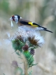 Oiseaux Chardonneret élégant (Carduelis carduelis)