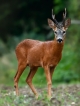 Autres Chevreuil (Capreolus capreolus)