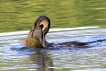 Oiseaux Grand cormoran (Phalacrocorax carbo)