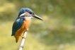 Oiseaux Martin pêcheur d\'Europe (Alcedo atthis)