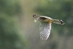 Oiseaux Faucon crécerelle (Falco tinnunculus)