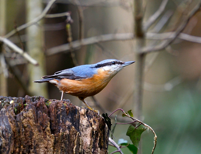 Photo Oiseaux Sitelle torchepot (Sitta europaea)