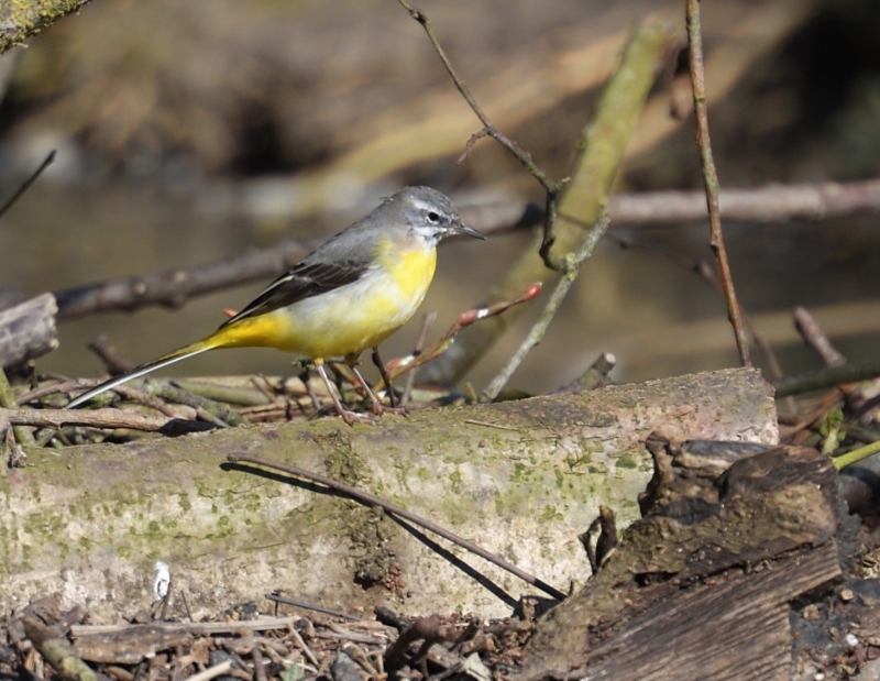 Photo Oiseaux Bergeronnette des ruisseaux (Motacilla cinerea)