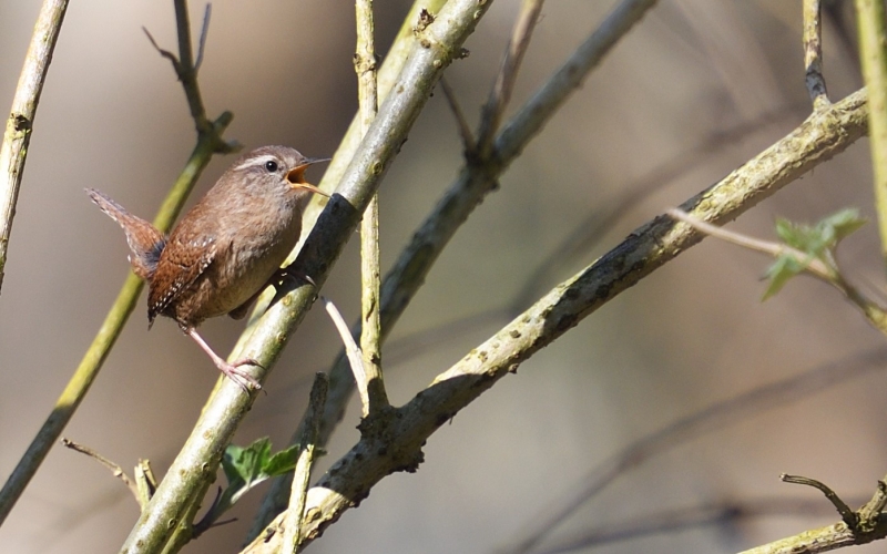 Photo Oiseaux Troglodyte mignon (Troglodytes troglodytes)