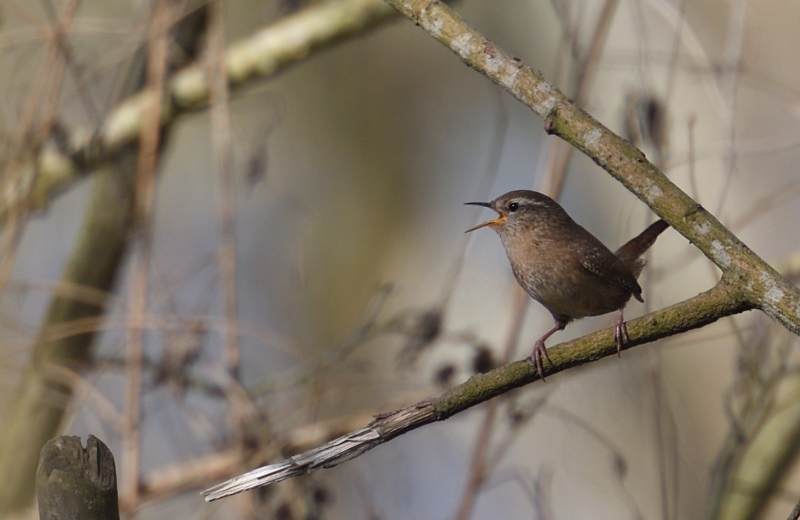 Photo Oiseaux Troglodyte mignon (Troglodytes troglodytes)