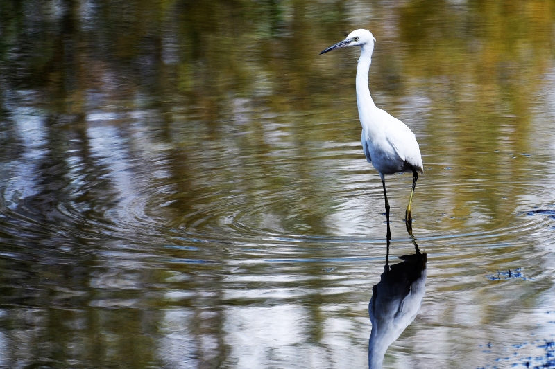 Photo Oiseaux Aigrette garzette (Egretta garzetta)