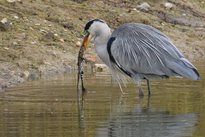 Photo Oiseaux heron cendre en pleins repas