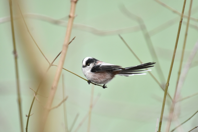 DSC_2617.JPG Mésange à longue queue (Aegithalos caudatus)