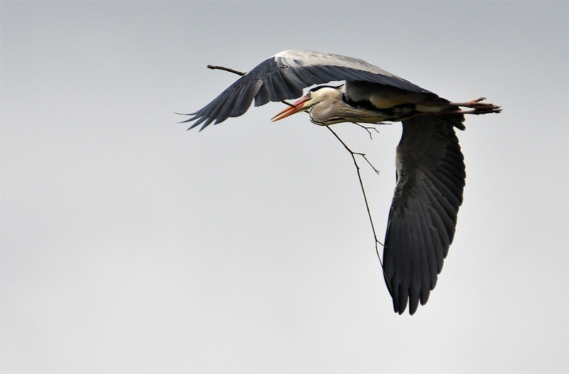 Photo Oiseaux Héron cendré