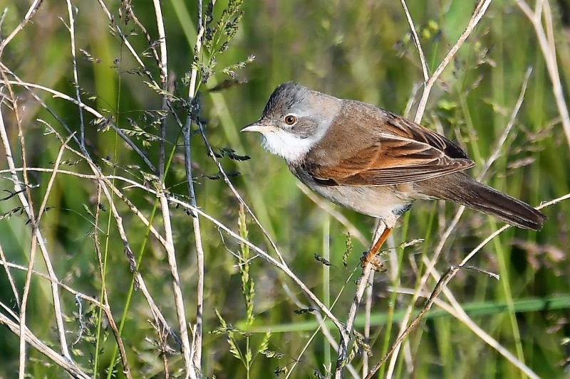 Photo Oiseaux Fauvette grisette (Sylvia communis)